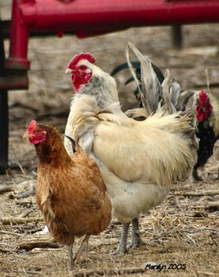 'i've got news for you, bud ... Rosie's a New Jersey chick, she won't find you attractive!!!'