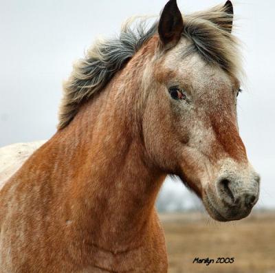 horses