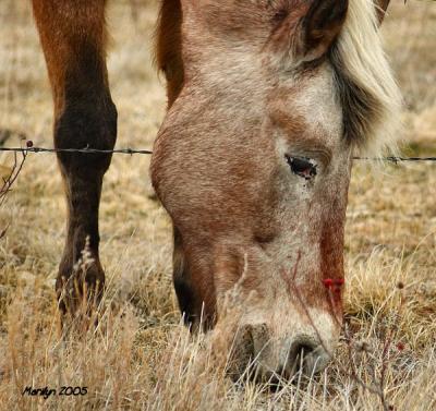 'just one more bite over the fence ... arghhh!!!'