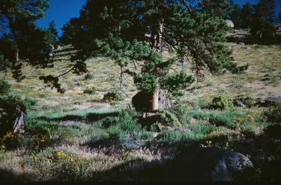 Rocky mountain.Colorado
