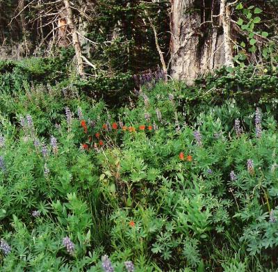wildflower3.jpg