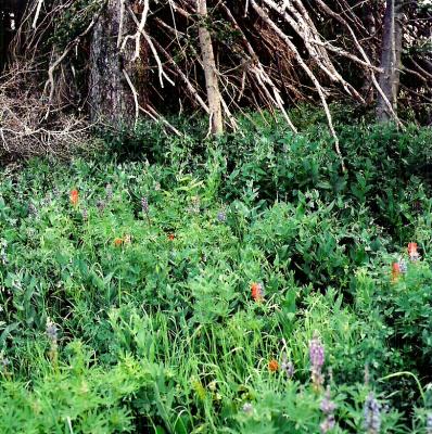 wildflower7.jpg