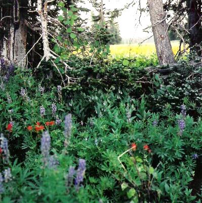 wildflower8.jpg