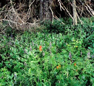 wildflower9.jpg