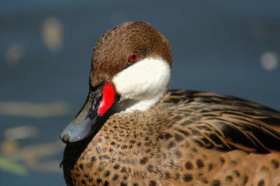 Red-crested pochard ( female ).jpg