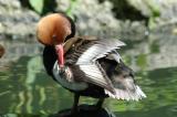 Red-crested pochard male.jpg