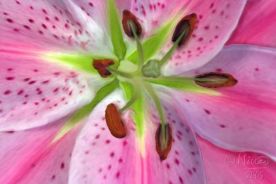 u46/ninadartworks/medium/39887447.Stargazermacropainted.jpg