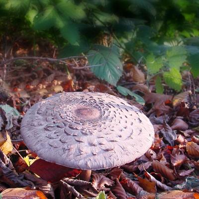 Shaggy Parasol