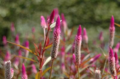 Longwood Gardens 2