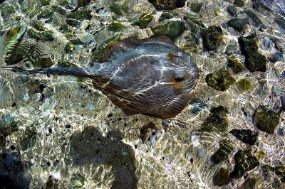 DSC_5465StingRay2FxSh_Sm.jpg