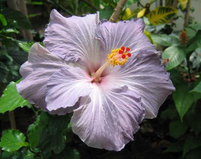 hibiscus