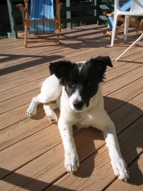 Bindi-Boo in Eburg