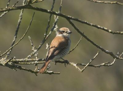 RdRygget Tornskade female