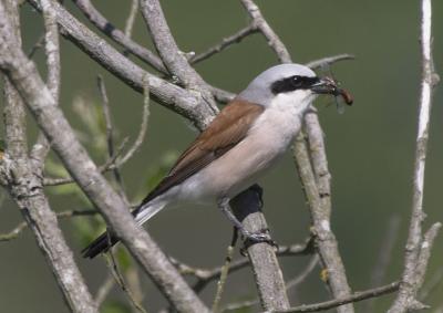 Rdrygget Tornskade (Lanius collurio)