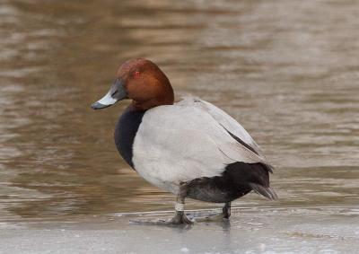 TaffelAnd male