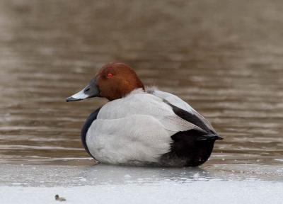 TaffelAnd male