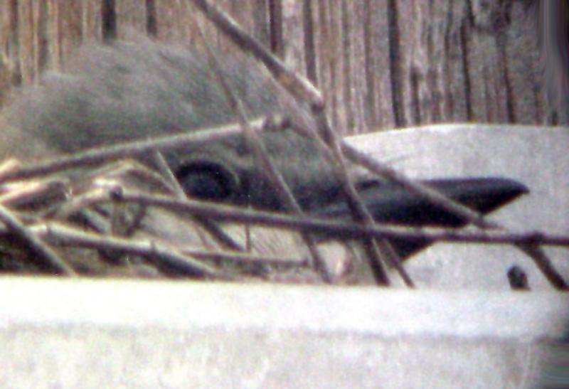 Western Kingbird MS 6-6-04 female head