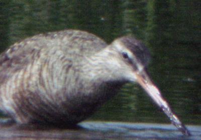 Hudsonian Godwit  female - Ensley -6-5-04