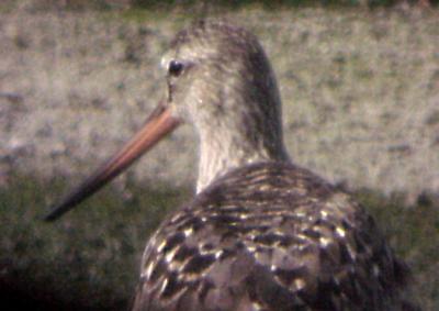 Hudsonian Godwit  - Ensley 6-5-04