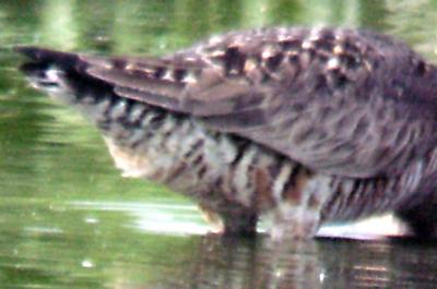 Hudsonian Godwit f - Ensley 6-5-04 - right flank