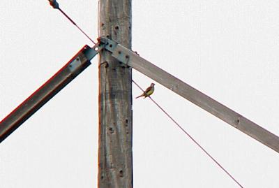 Western Kingbird - 6-6-04 second male