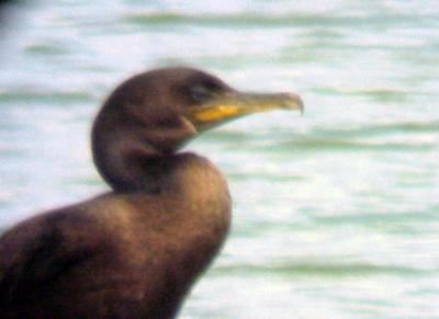 DC  Cormorant