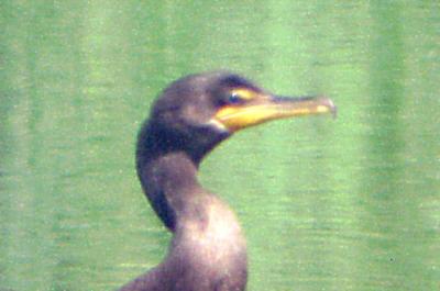 DC  Cormorant