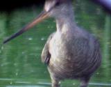 Hudsonian Godwit  - Ensley - 6-5-04 bill