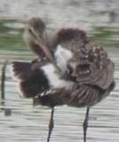 Hudsonian Godwit - 6-6-04 oil gland