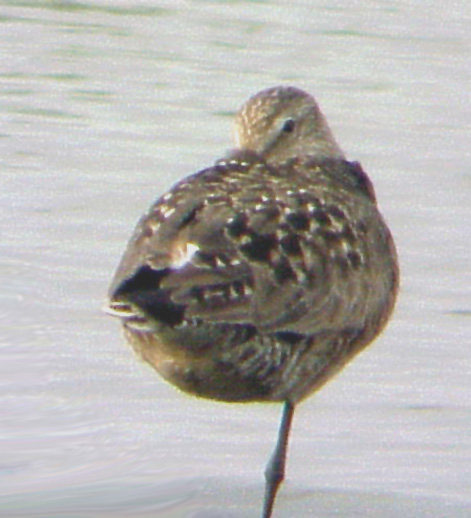Hudsonian Godwit 6-6-04 resting