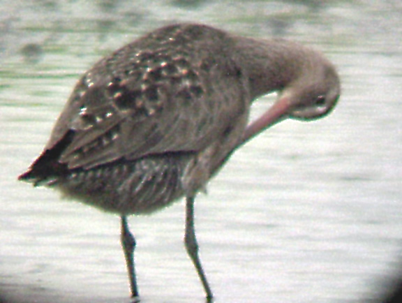 Hudsonian Godwit 6-6-04 preening