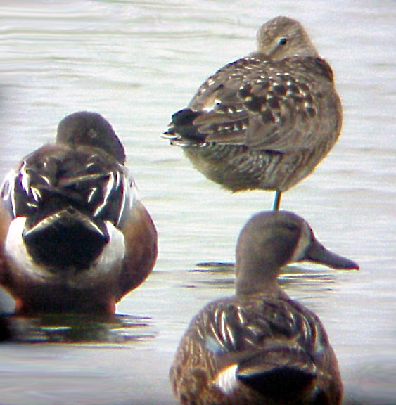 Hudsonian Godwit - 6-6-04 strange bed fellows