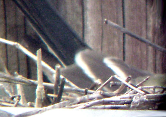 Western Kingbird -6-6-04 MS tail