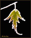Winterleaf2.jpg
