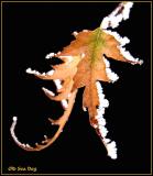 Leaf.jpg