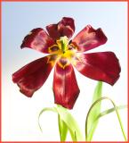 BlownTulip2.jpg
