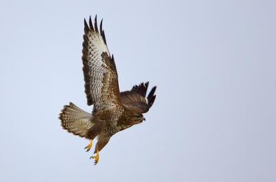 Common Buzzard, Buteo buteo