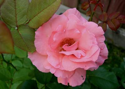 pinkrose2004-06