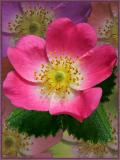 Rose pastel