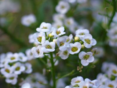 Teeny Flowers 2.jpg