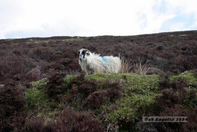 122_Sheep_South_of_Clonmel.jpg