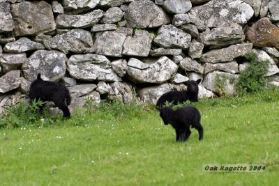 12_Black_lambs.jpg