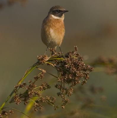 roodborst tapuit  CRW_6717.jpg