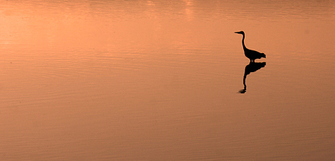 Heron Waiting