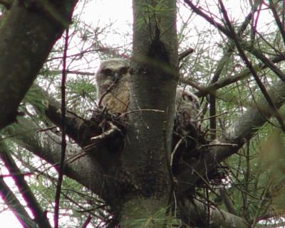 owl7.jpg