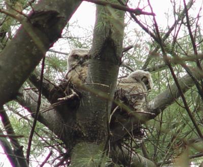 owl8.jpg