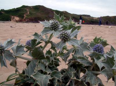 3-cliffs, Gower, Swansea