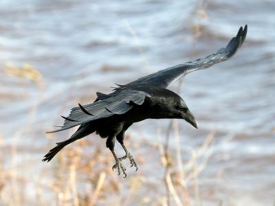 Raven coming in to land