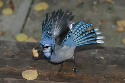 Blue Jay with peanut BUT note head movement