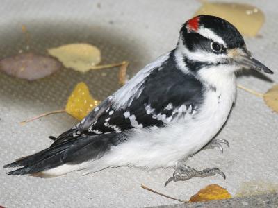 Woodpecker on patio with leaves